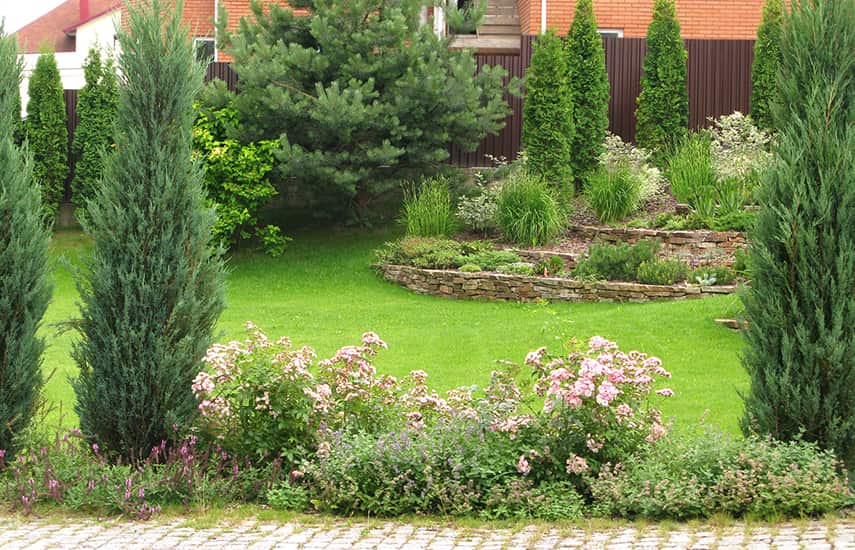 Хвойні дерева україни назви