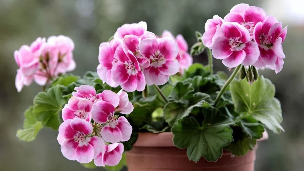 Герань догляд: Як правильно доглядати за гераню в домашніх умовах