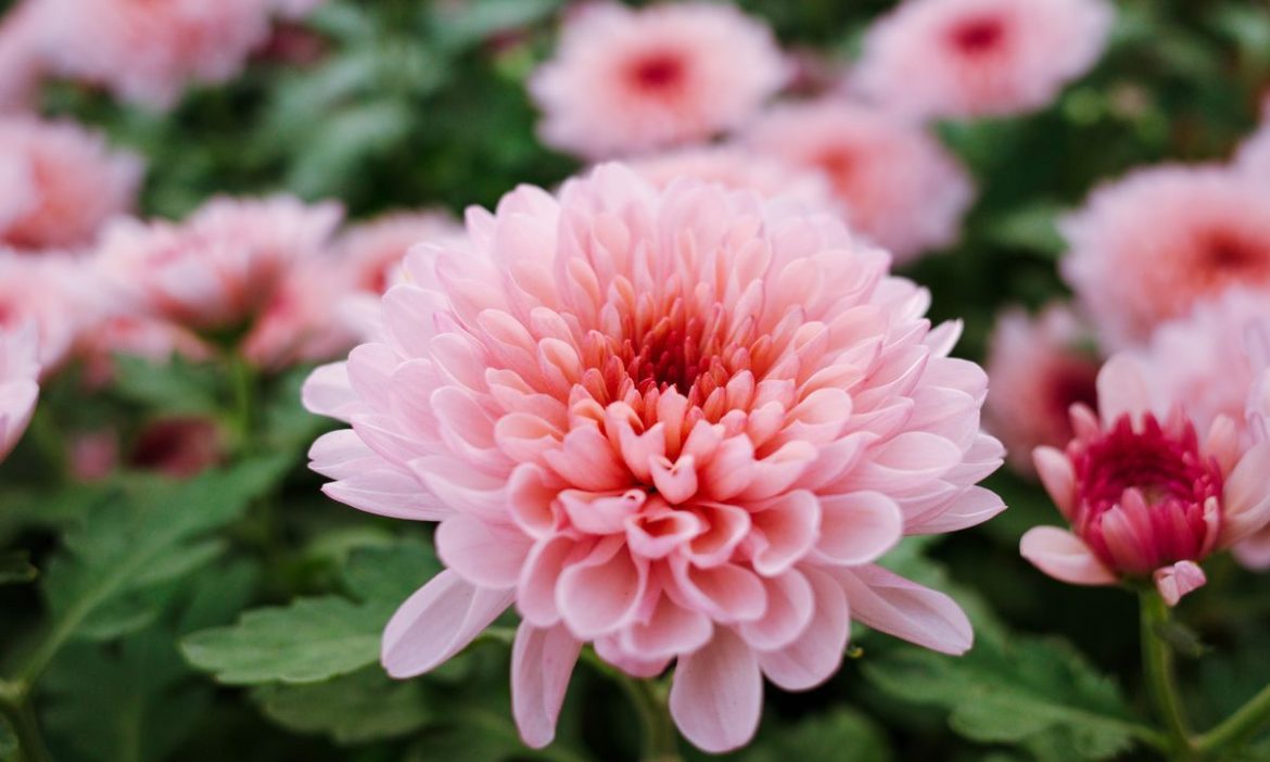 Хризантеми