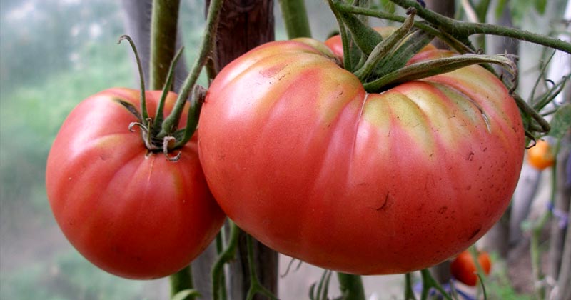 Пізні сорти помідорів