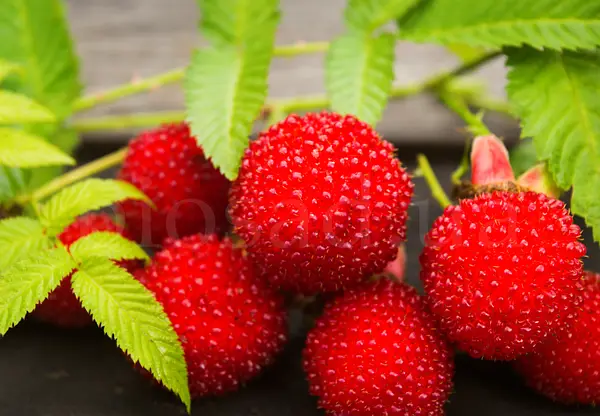 Тибетська малина