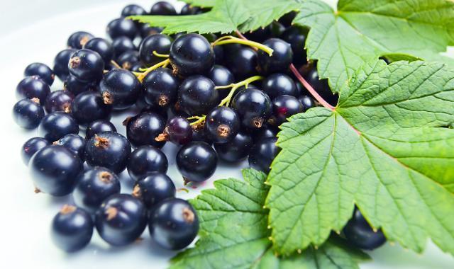 Чим корисна чорна смородина