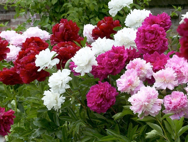 Коли пересаджувати піони