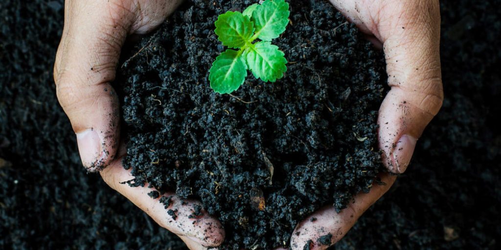 Біогумус — що це і як правильно користуватись