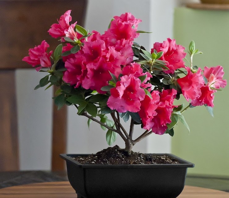 Азалія догляд