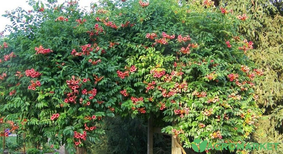 Плетисті рослини