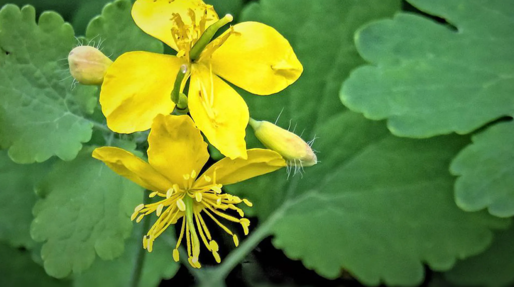 Чистотіл – користь і обережність в одній рослині