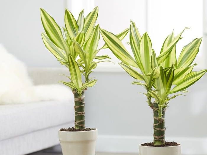 Драцена види