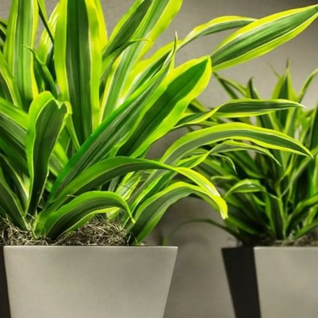 Драцена догляд: як виростити здорову і красиву рослину вдома