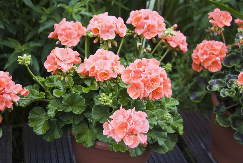 Герань види