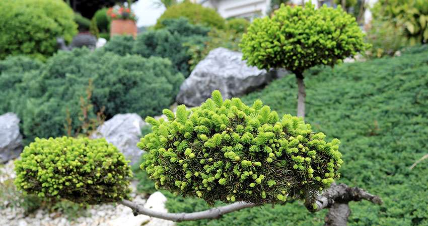 Декоративні хвойні дерева