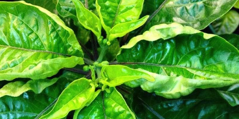 Хвороби перця на листах фото