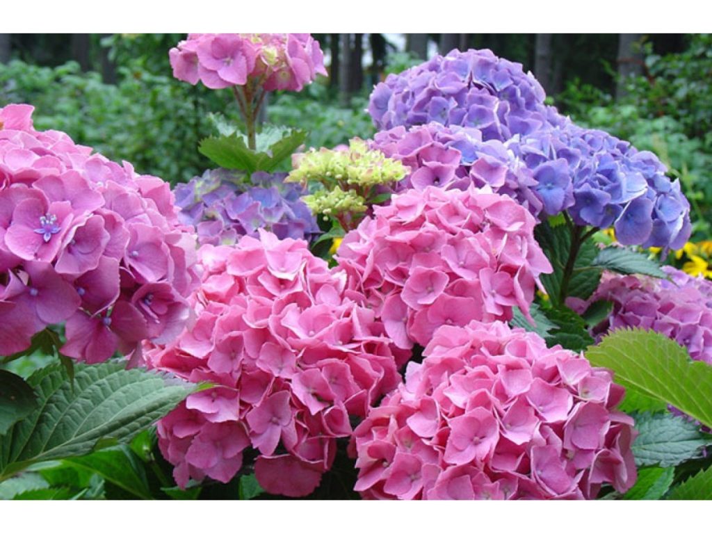 Гортензія догляд