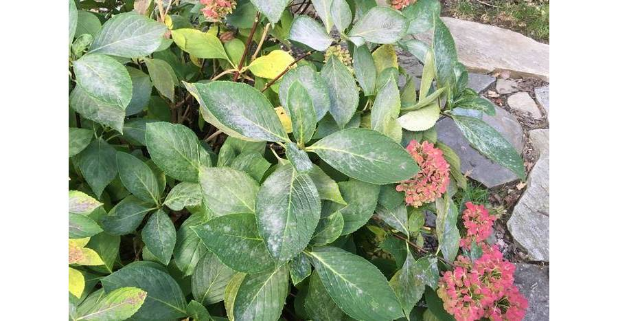 Гортензія жовтіють листи