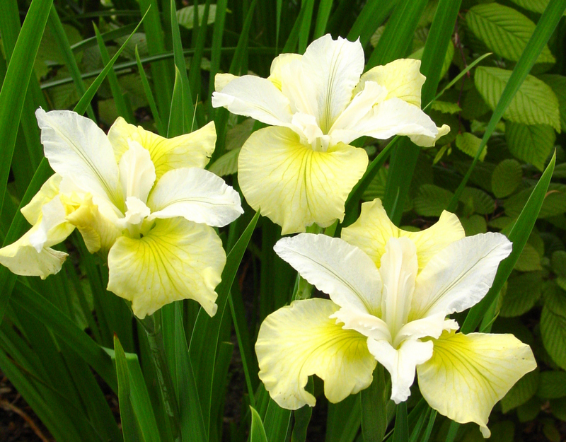 Найкращі сорти ірисів