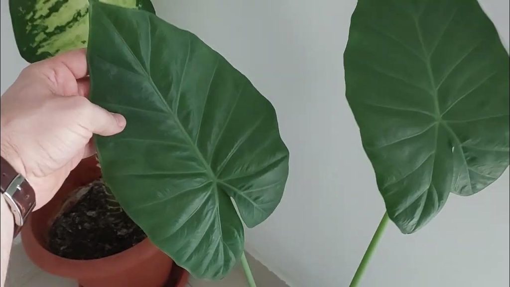 Догляд за Алоказеєм