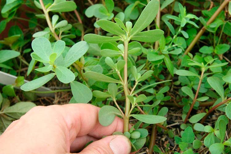 Портулак користь