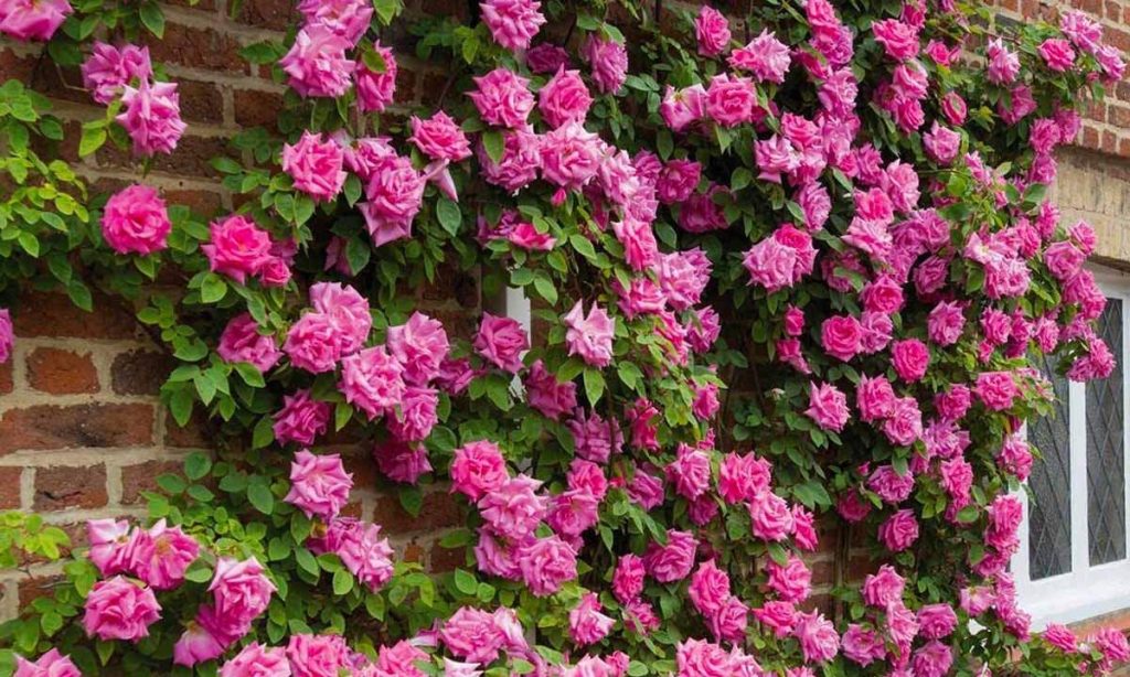 Плетисті рослини для забору: вибір, посадка і догляд