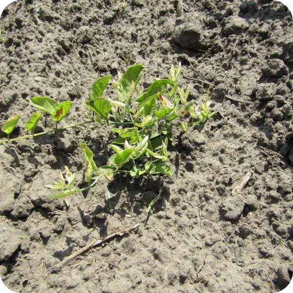 Гербіцид мілафорт екстра