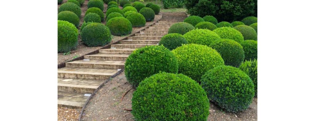 Самшит хвороби