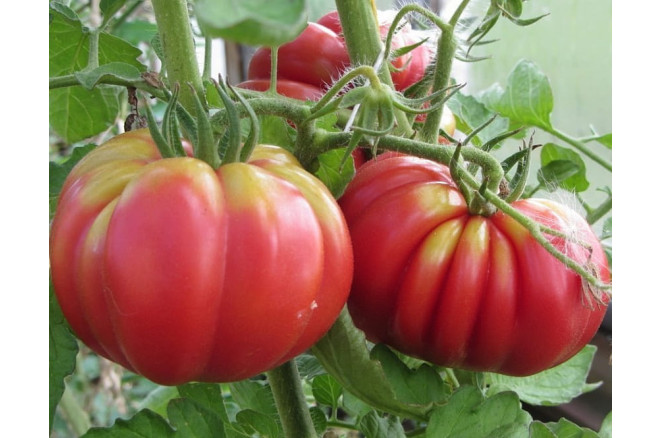 Порівняння видів томатів