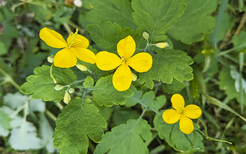 Чистотіл що лікує
