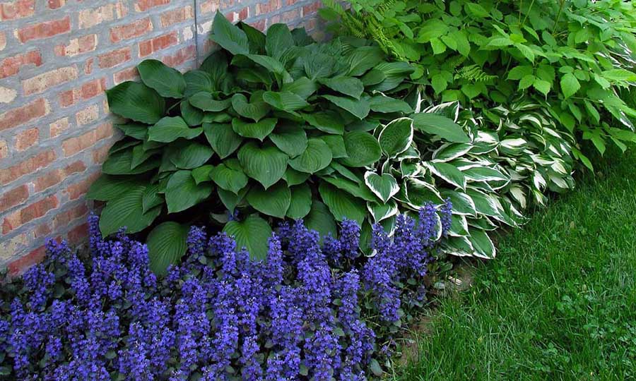 Умови вирощування в тіні