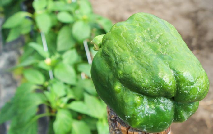 Хвороби перця