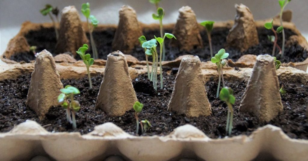 Сприятливі та несприятливі дні для посадки у квітні 2026